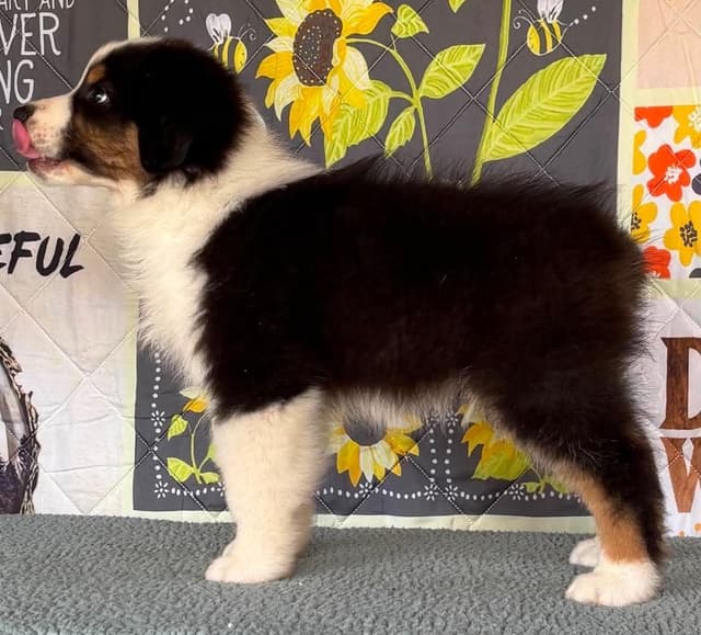 Australian Shepherd Puppies media 11