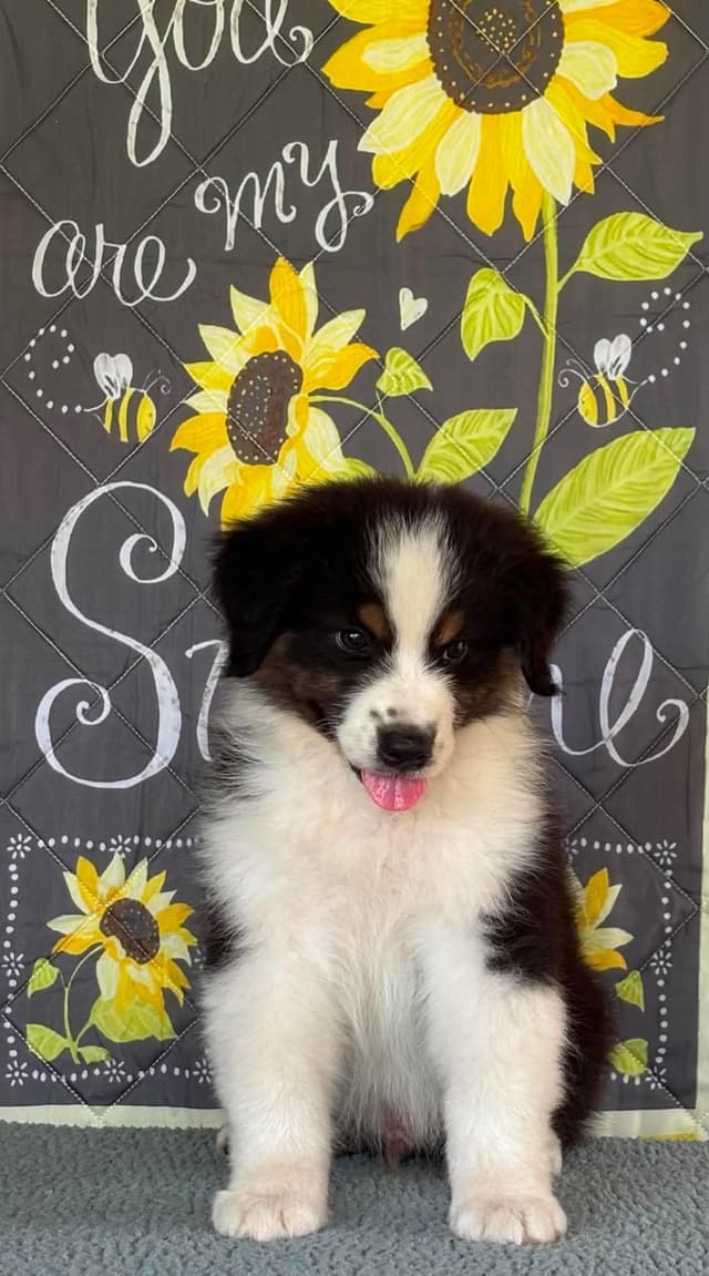 Australian Shepherd Puppies media 10