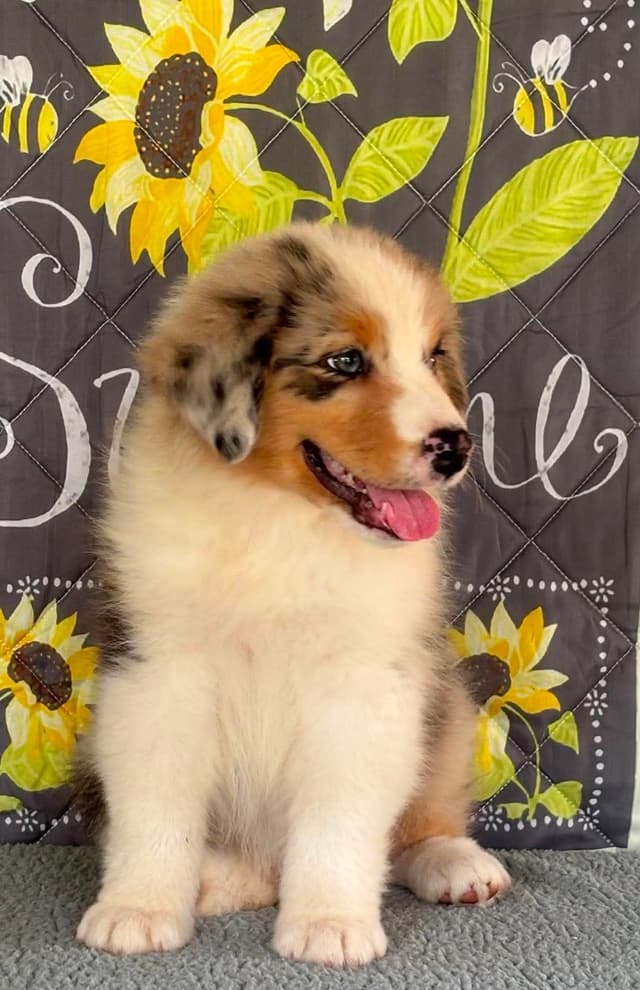 Australian Shepherd Puppies media 13