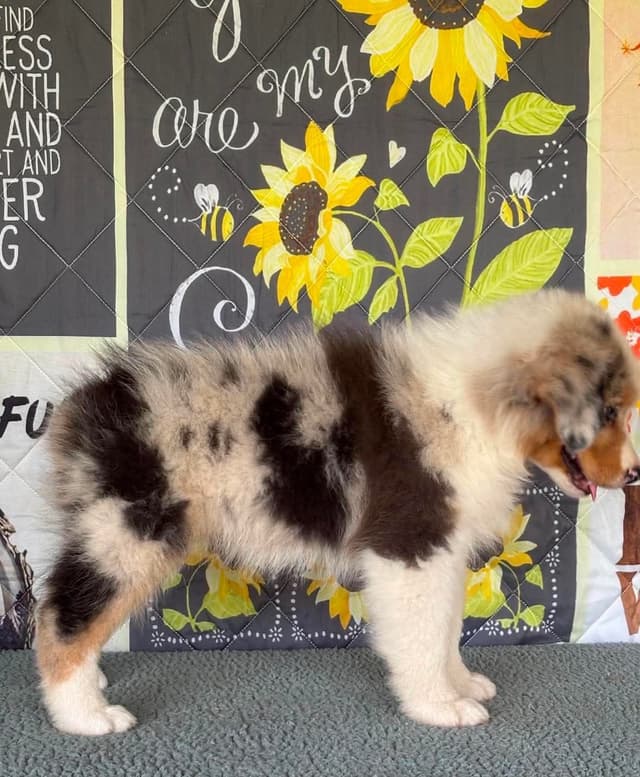 Australian Shepherd Puppies media 14
