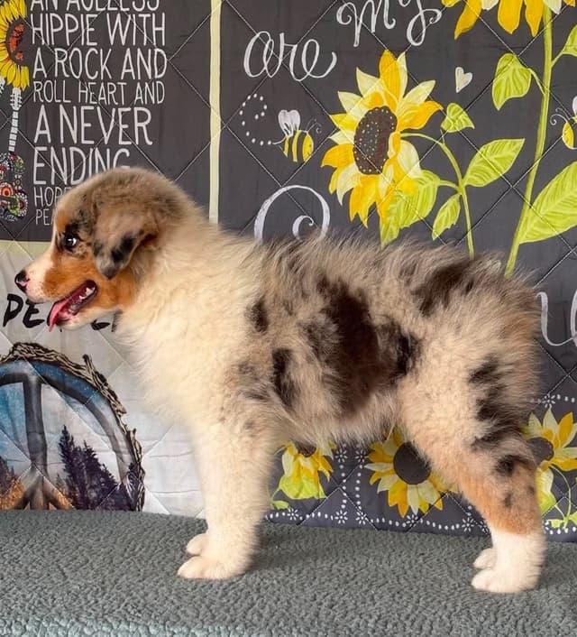 Australian Shepherd Puppies media 15