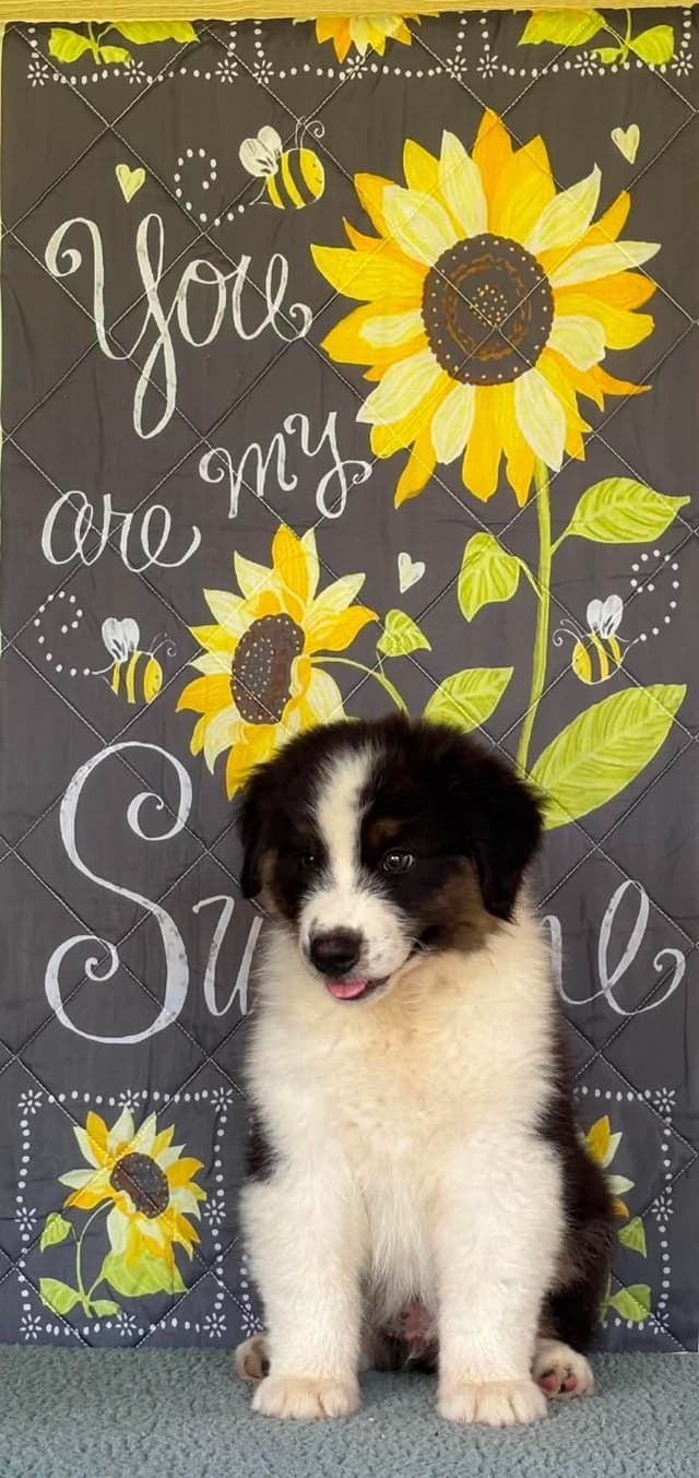 Australian Shepherd Puppies media 19