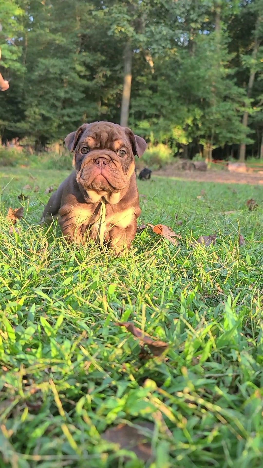 Bulldog Puppies breeder image 1