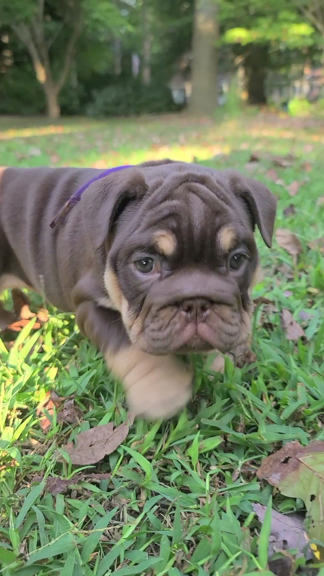 Bulldog Puppies breeder image 2