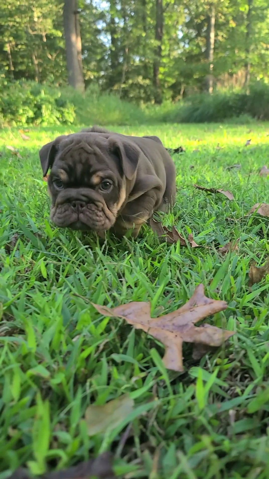 Bulldog Puppies breeder image 3