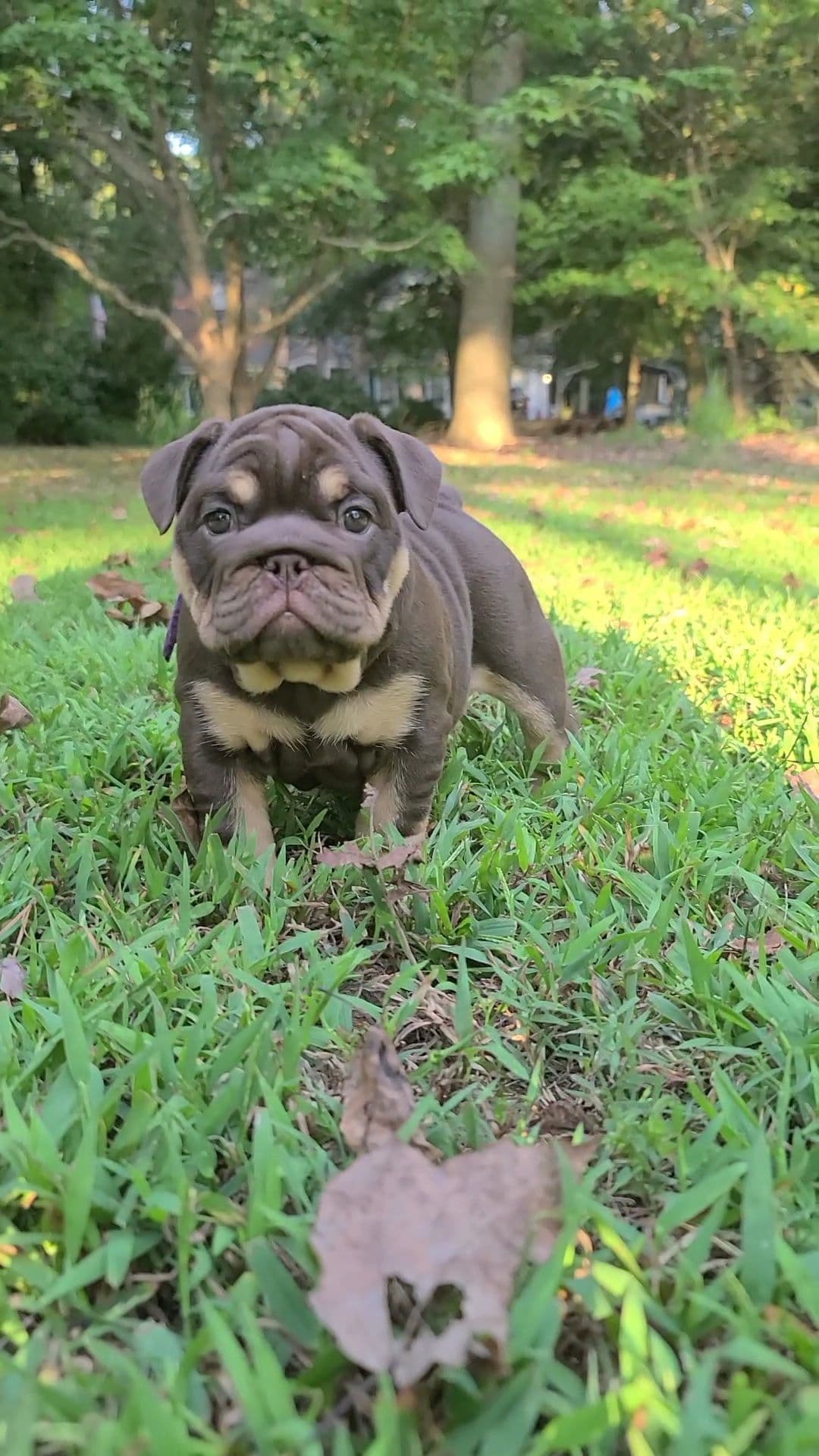 Bulldog Puppies breeder image 4