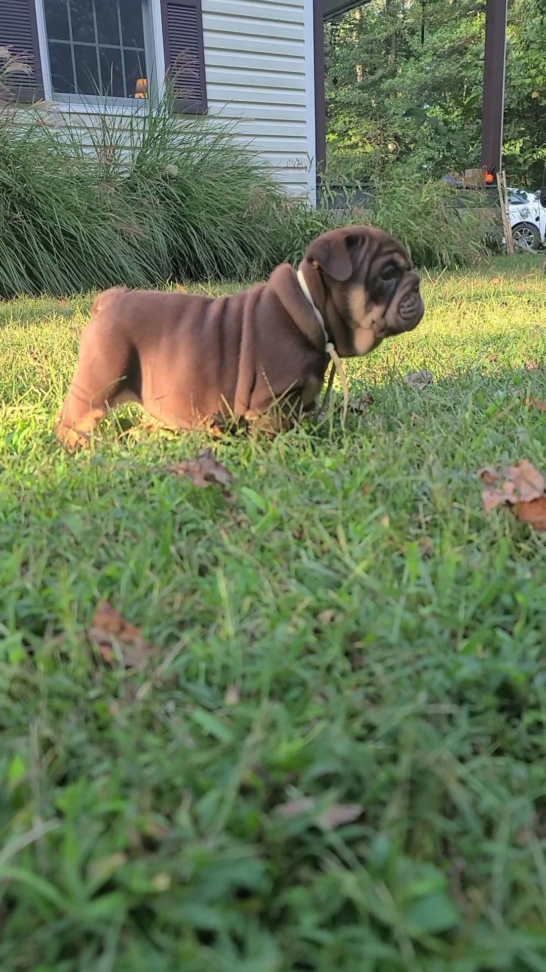 Bulldog Puppies breeder image 5