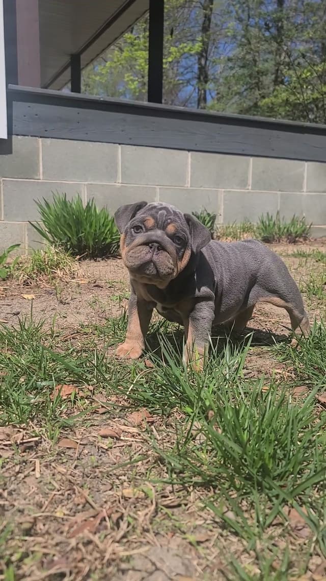 Bulldog Puppies media 4