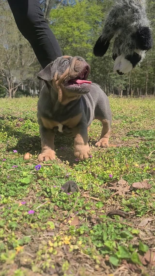 Bulldog Puppies media 2