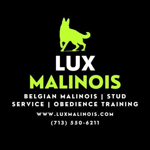 Belgian Malinois Puppies breeder image 17