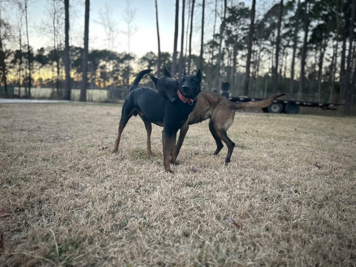 Belgian Malinois Puppies breeder image 5