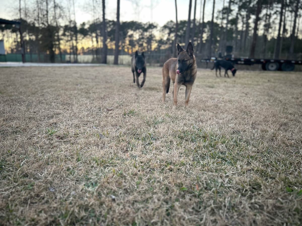 Belgian Malinois Puppies breeder image 6