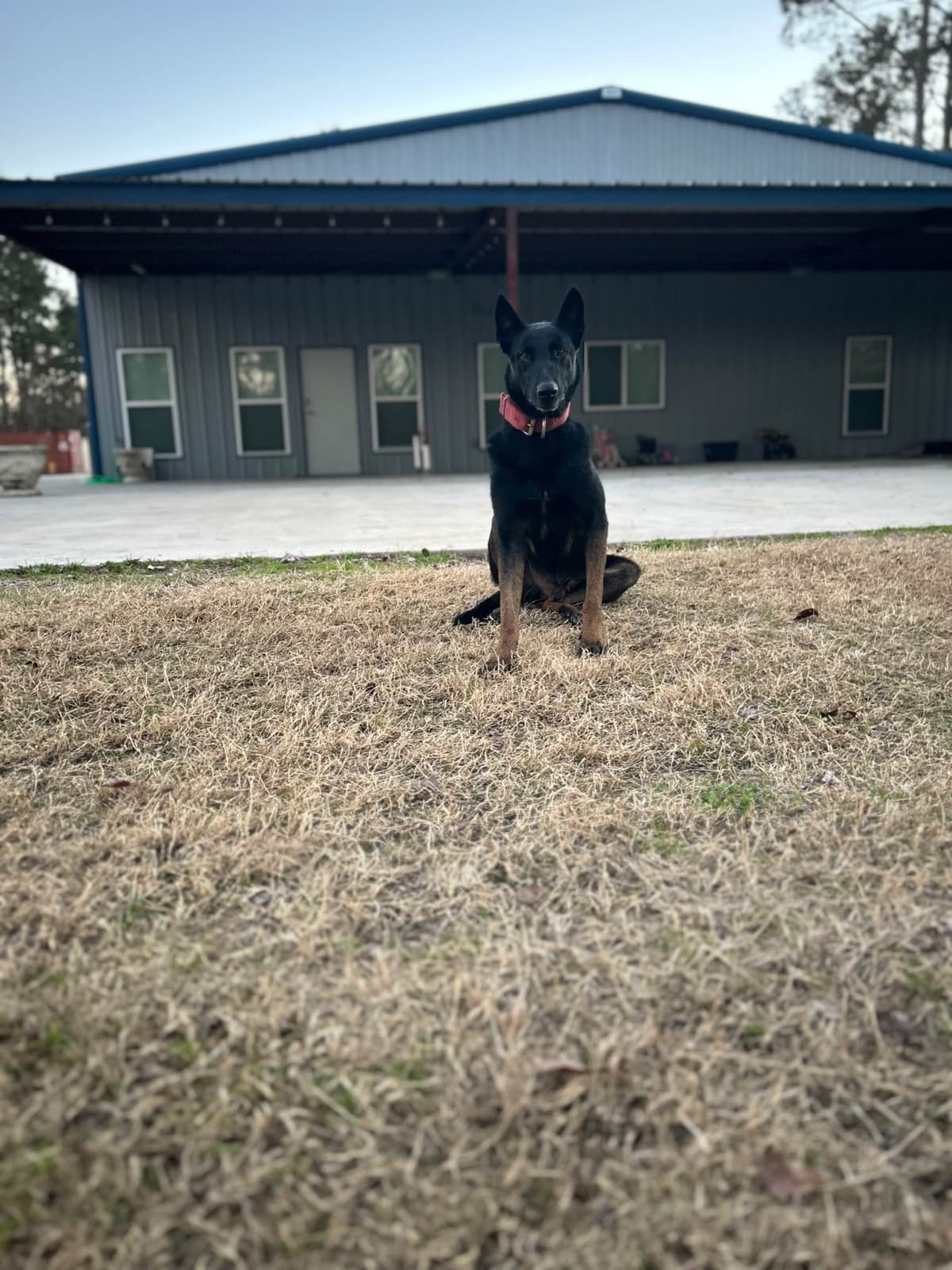 Belgian Malinois Puppies breeder image 10