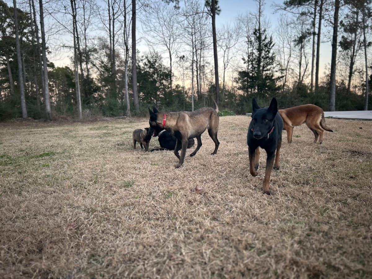 Belgian Malinois Puppies breeder image 8
