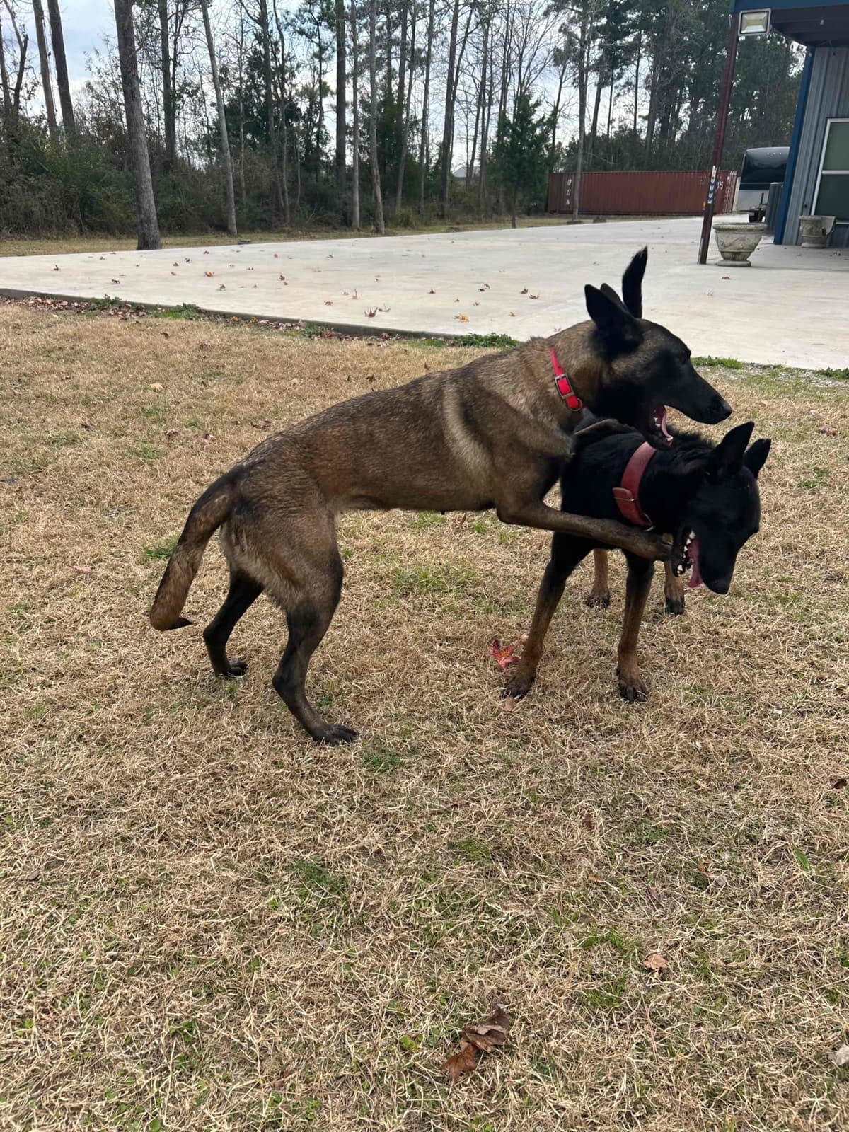 Belgian Malinois Puppies breeder image 11