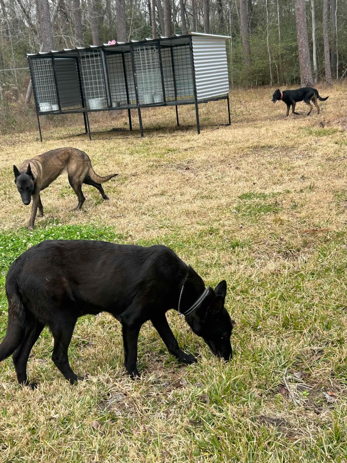 Belgian Malinois Puppies breeder image 9