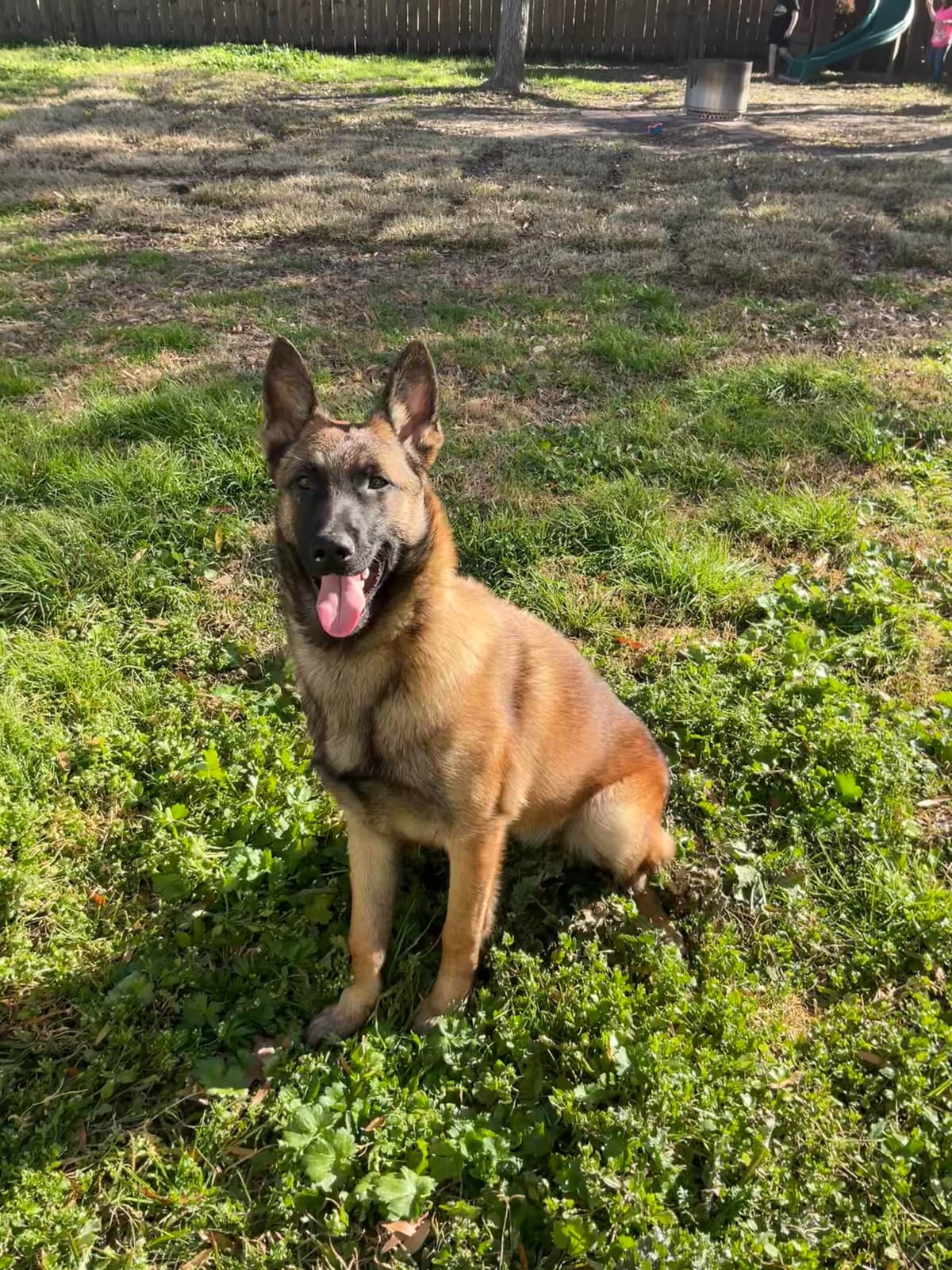Belgian Malinois Puppies breeder image 4