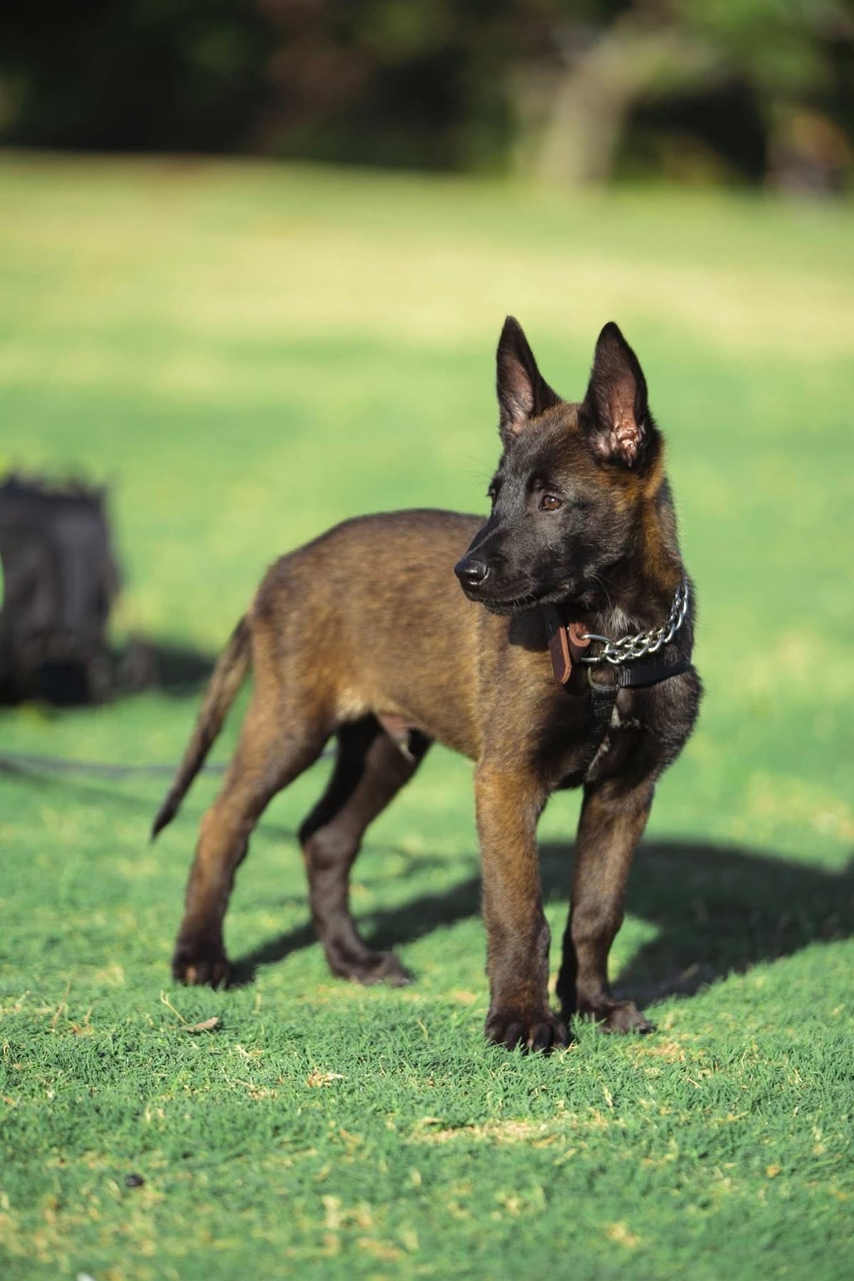 Belgian Malinois Puppies breeder image 13
