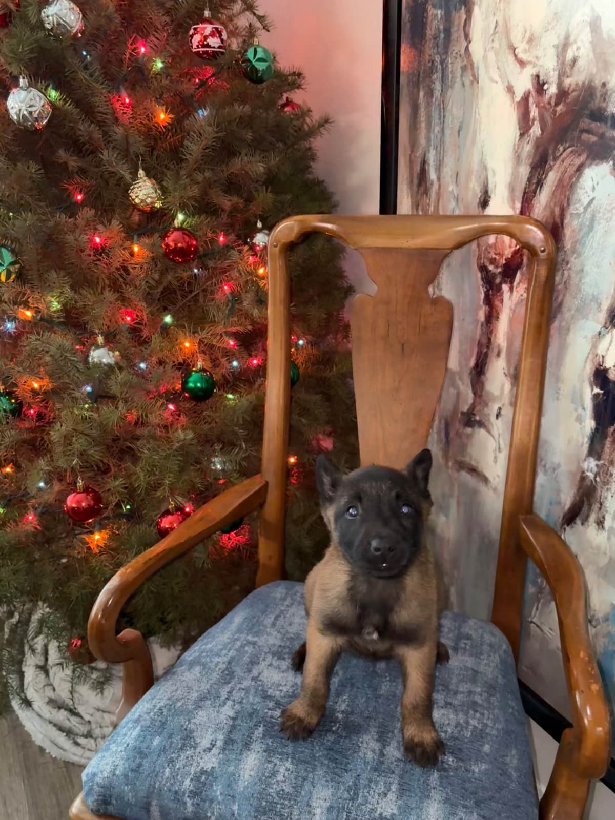 Belgian Malinois Puppies breeder image 15