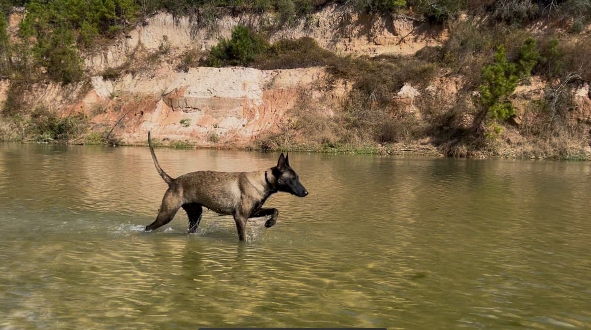 Belgian Malinois Puppies breeder image 3