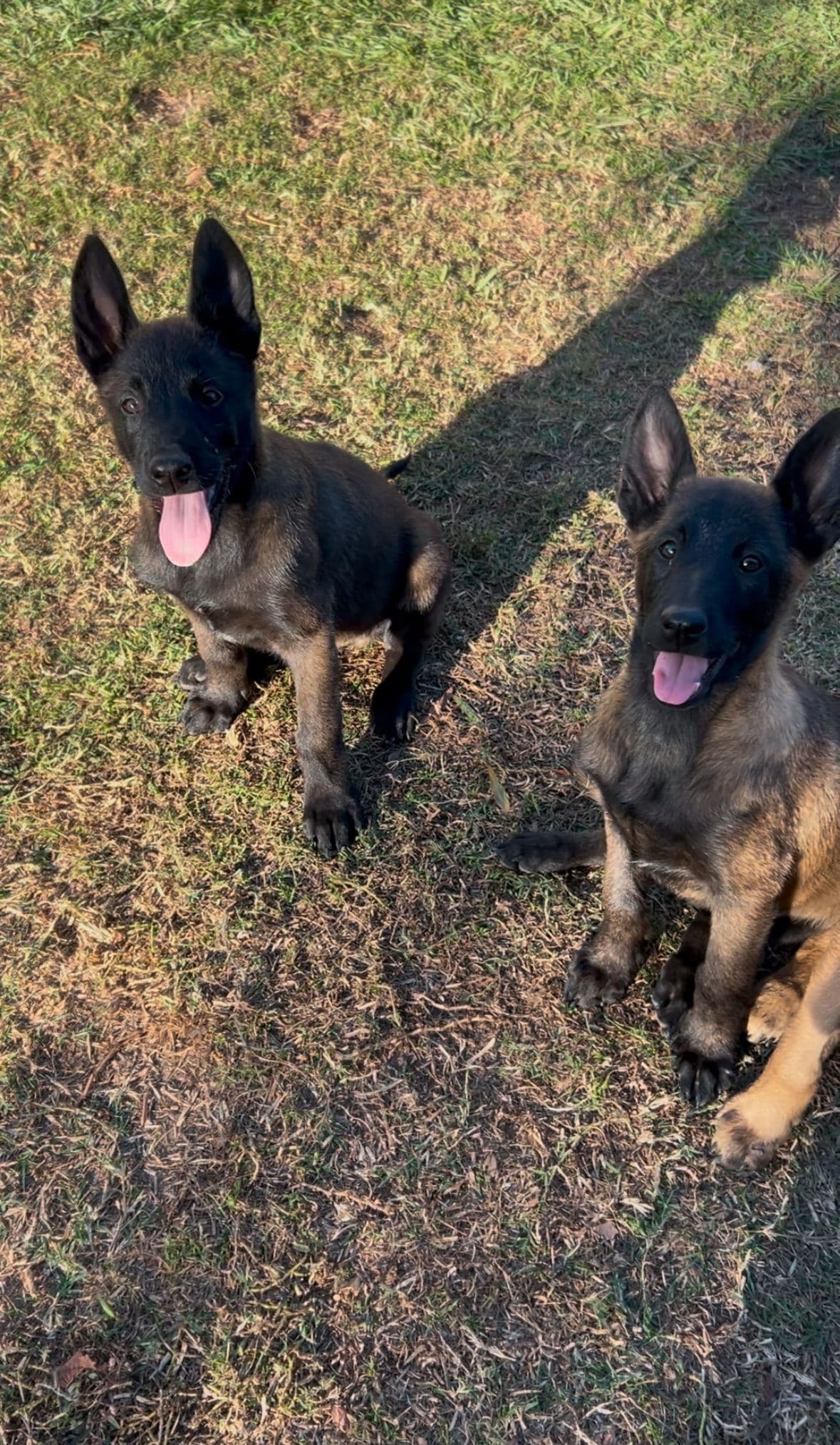 Belgian Malinois Puppies breeder image 16