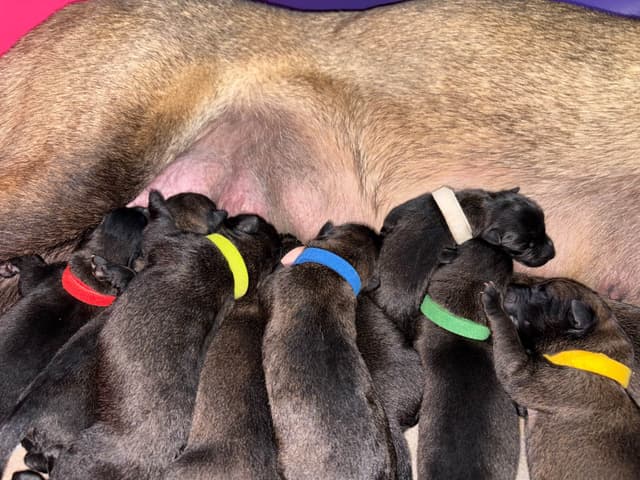 Belgian Malinois Puppies media 2