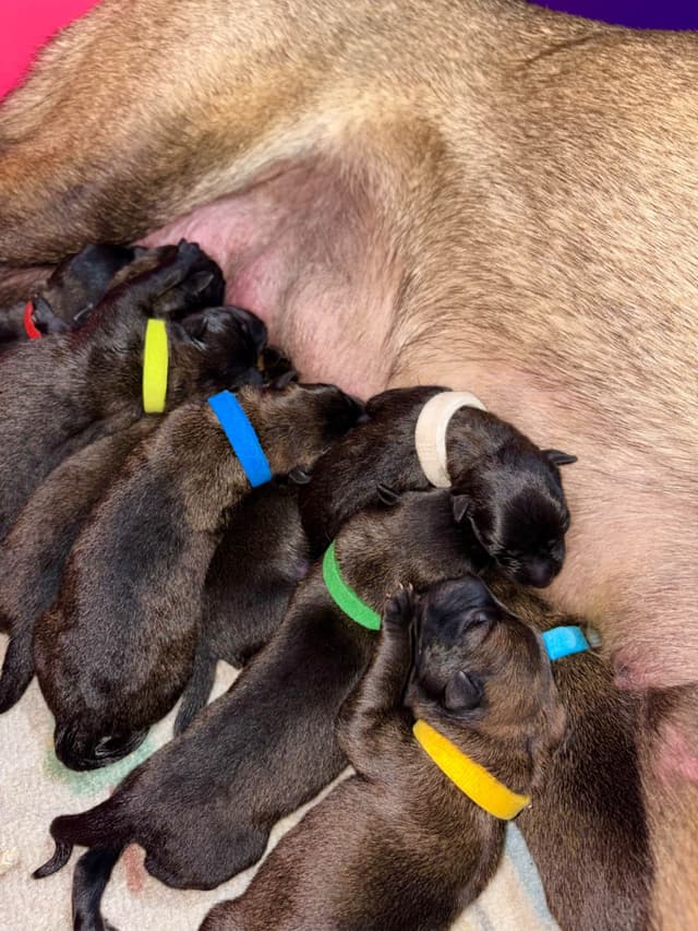 Belgian Malinois Puppies media 3