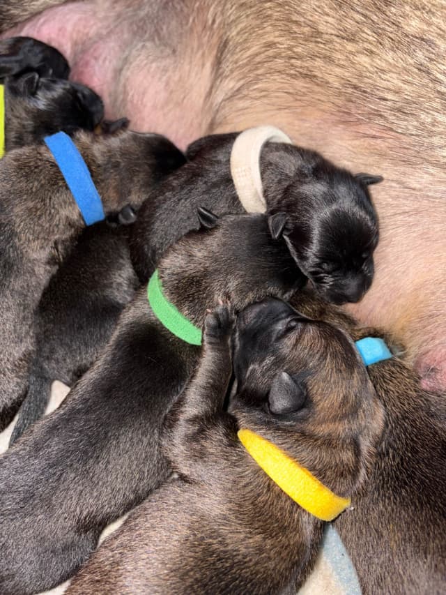 Belgian Malinois Puppies media 4