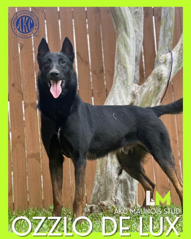 Belgian Malinois Puppies media 5