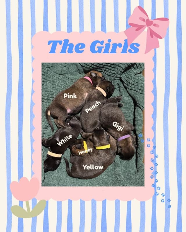 Belgian Malinois Puppies media 7