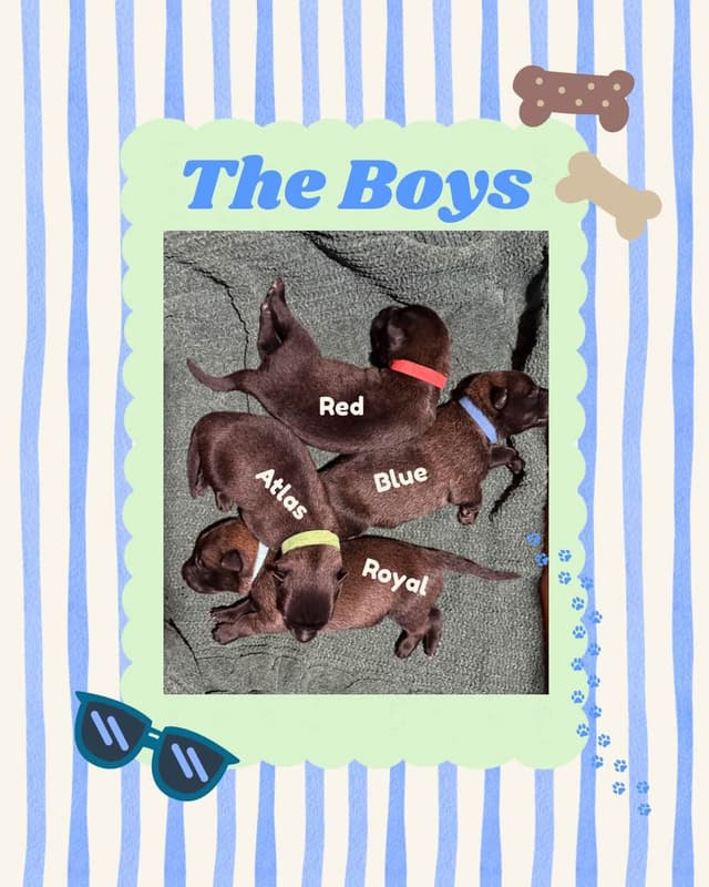 Belgian Malinois Puppies media 8