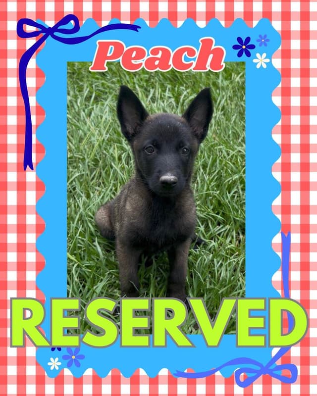 Belgian Malinois Puppies media 9
