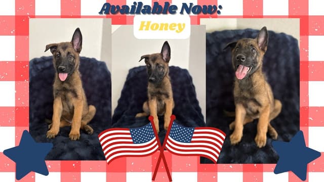 Belgian Malinois Puppies media 10