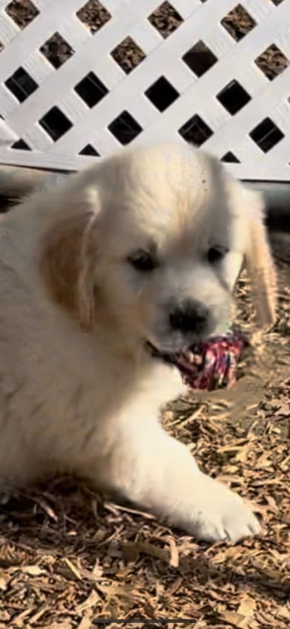 Golden Retriever Puppies English Cream breeder image 1