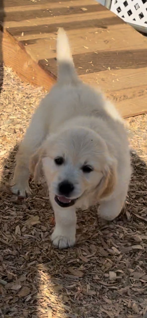 Golden Retriever Puppies English Cream breeder image 3