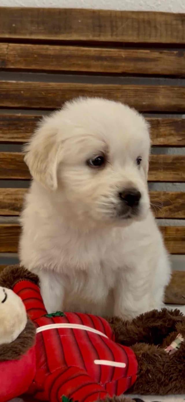 Golden Retriever Puppies English Cream media 2
