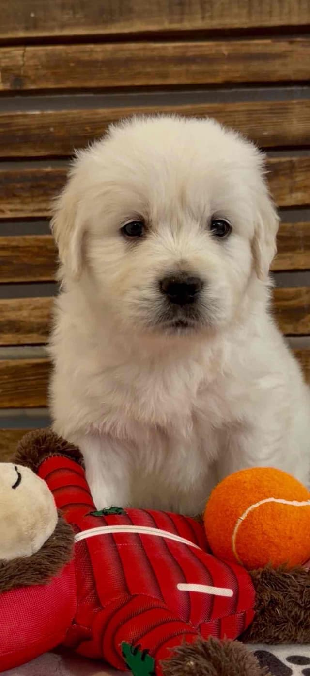 Golden Retriever Puppies English Cream media 4