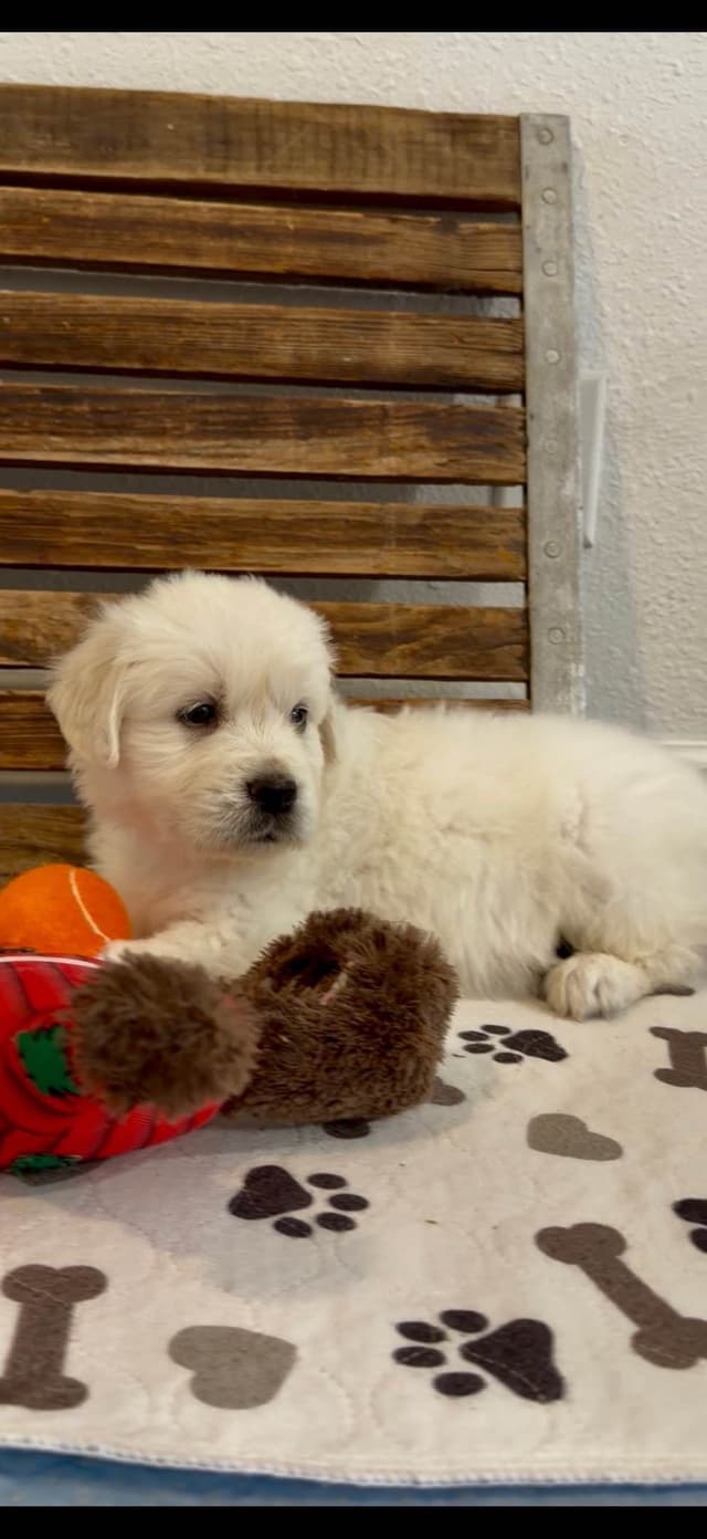 Golden Retriever Puppies English Cream media 5