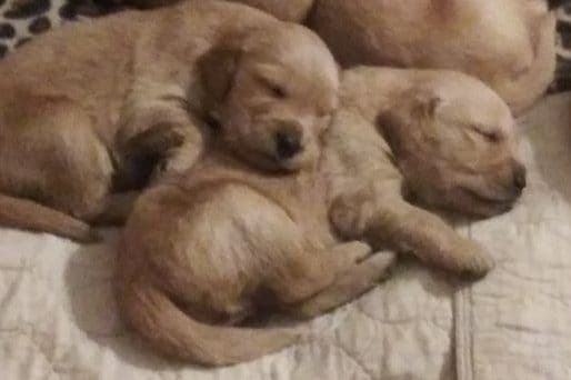 Golden Retriever Puppies breeder image 1