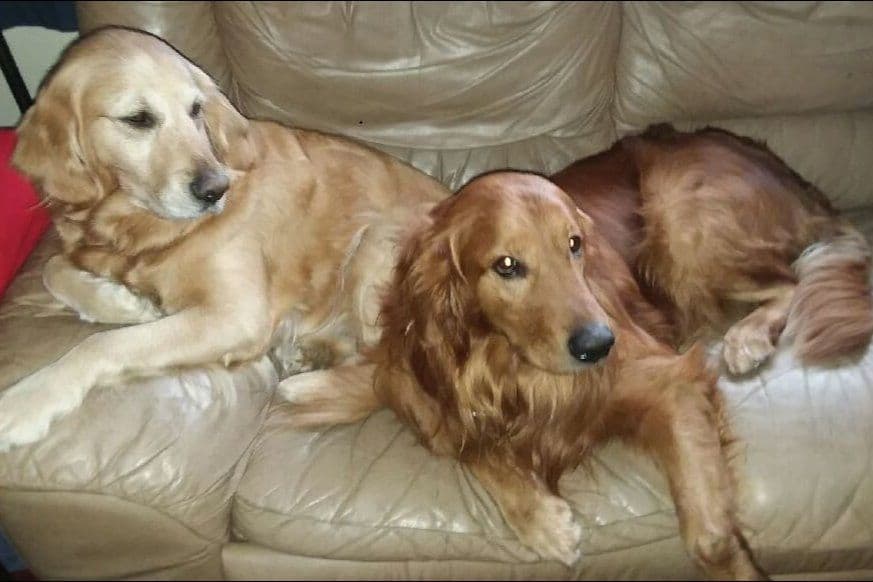 Golden Retriever Puppies breeder image 2