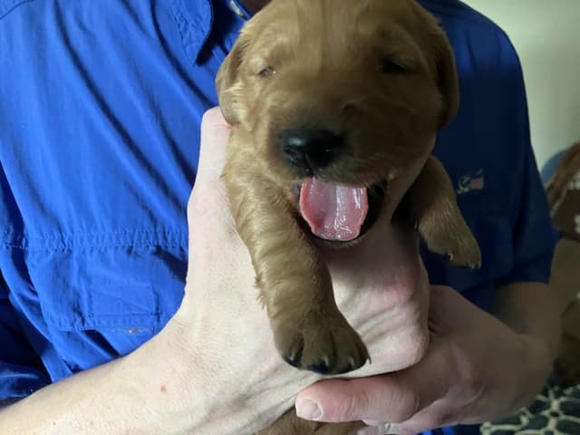 Golden Retriever Puppies media 3