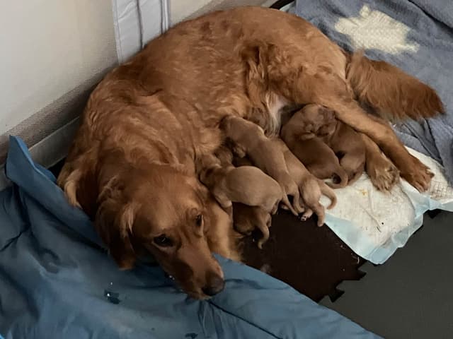 Golden Retriever Puppies media 4