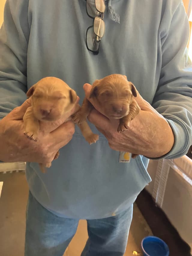 Golden Retriever Puppies media 5