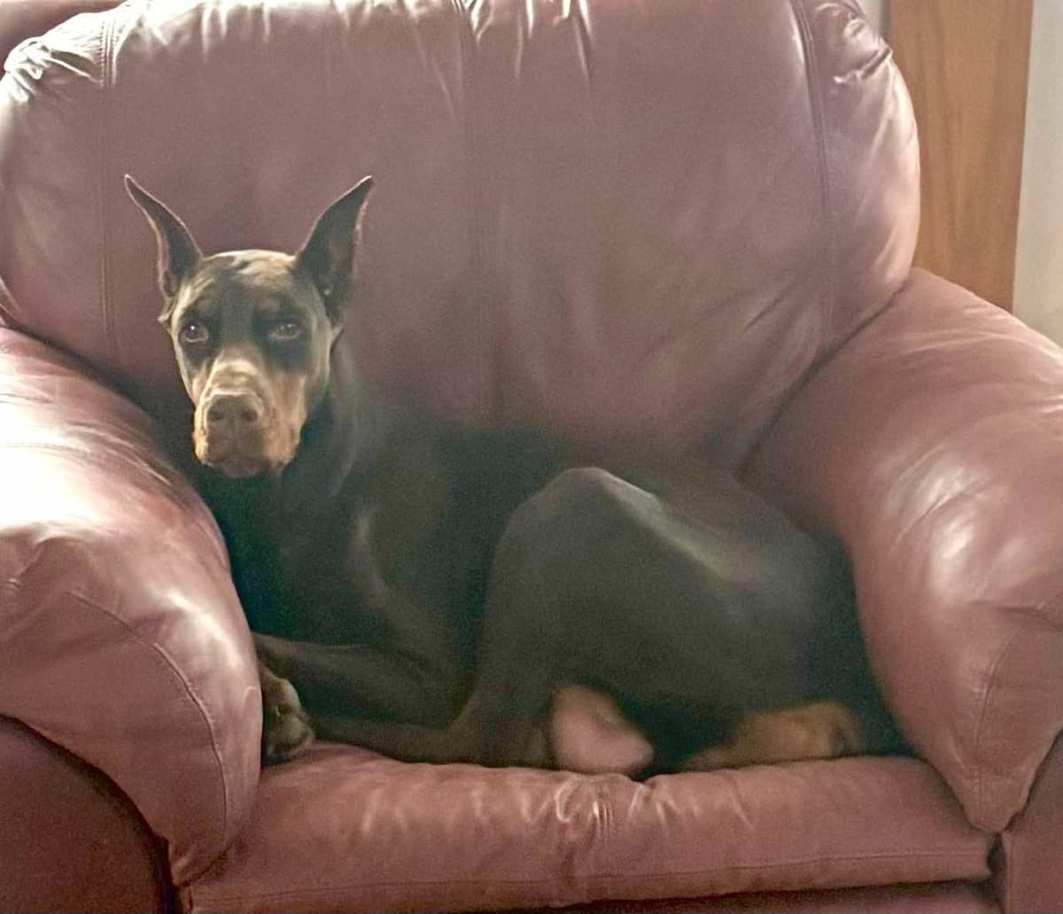 Doberman Pinscher Puppies Available breeder image 3