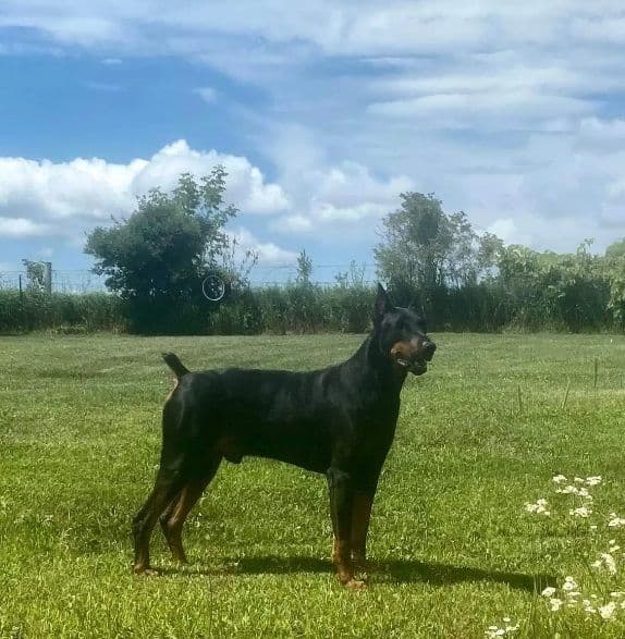 Doberman Pinscher Puppies Available breeder image 4
