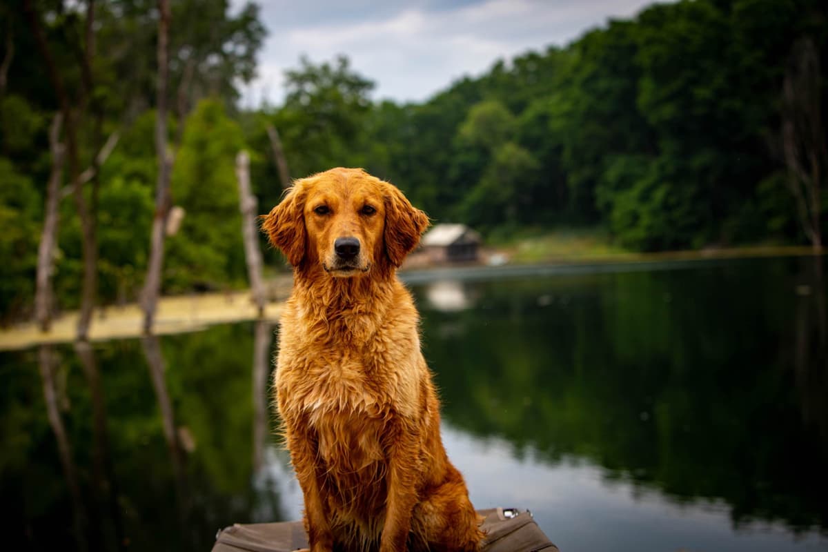 Field Bred Golden Retriever Puppies breeder image 1