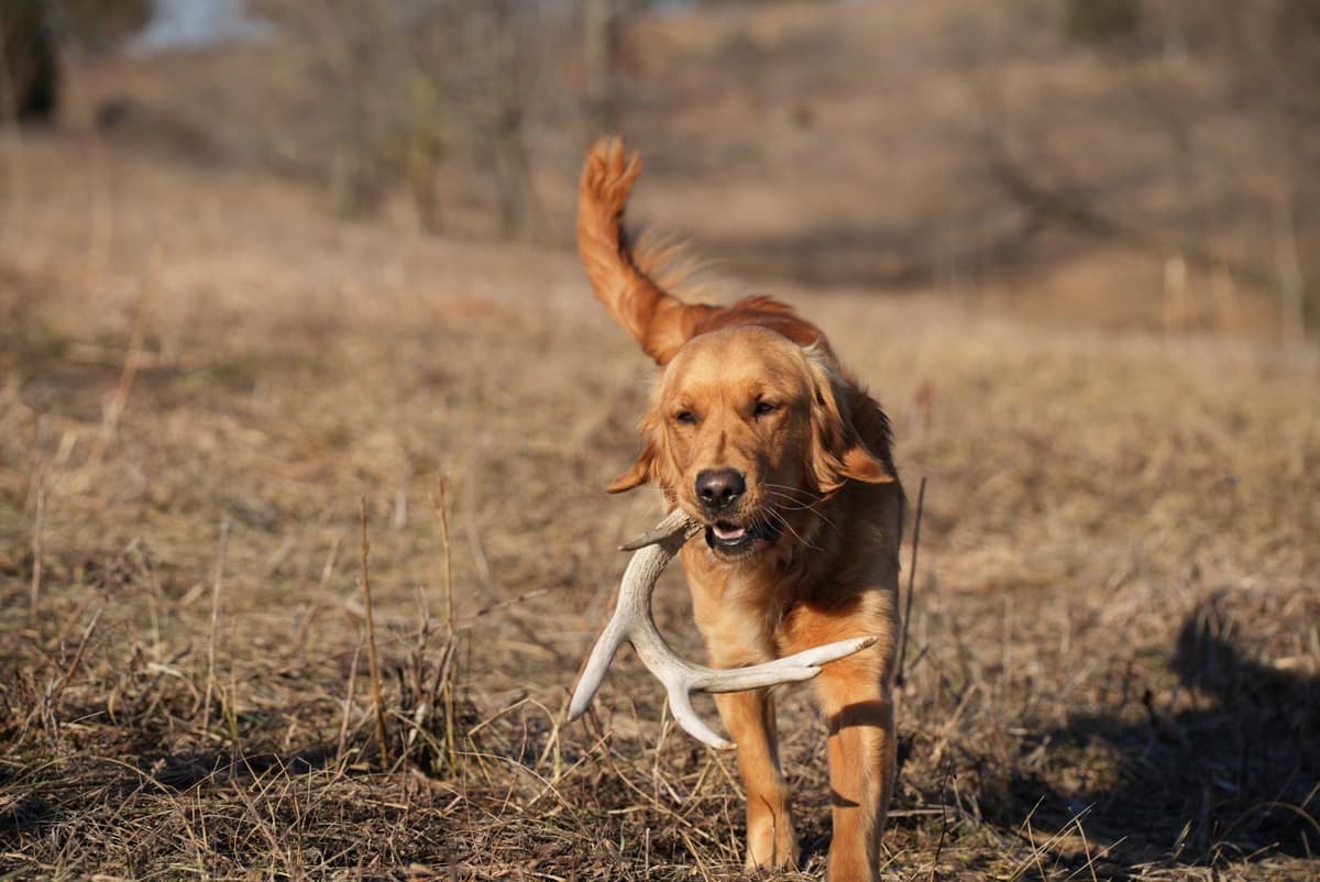 Field Bred Golden Retriever Puppies breeder image 3
