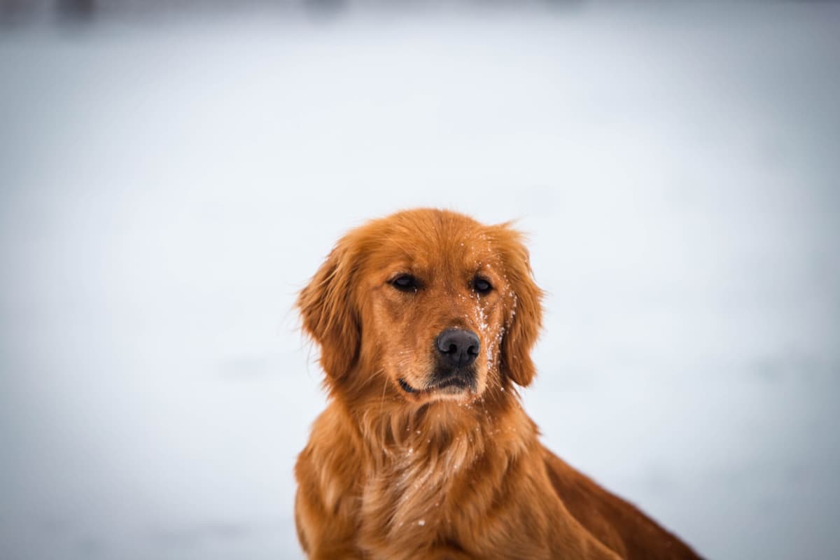 Field Bred Golden Retriever Puppies breeder image 4