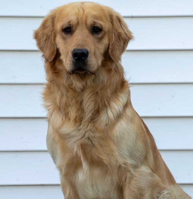 Field Bred Golden Retriever Puppies media 2