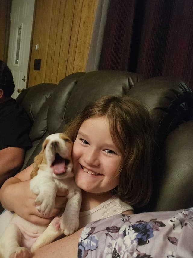 Basset Hound Puppies media 3